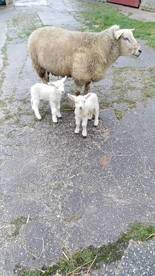 Conwy Pen Cefn Farm Holiday Abergele Eksteriør bilde