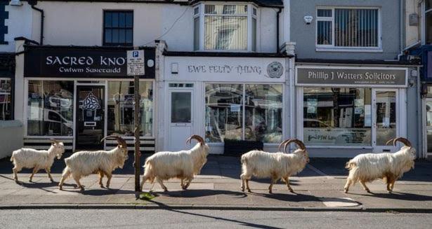 Conwy Pen Cefn Farm Holiday Abergele Eksteriør bilde