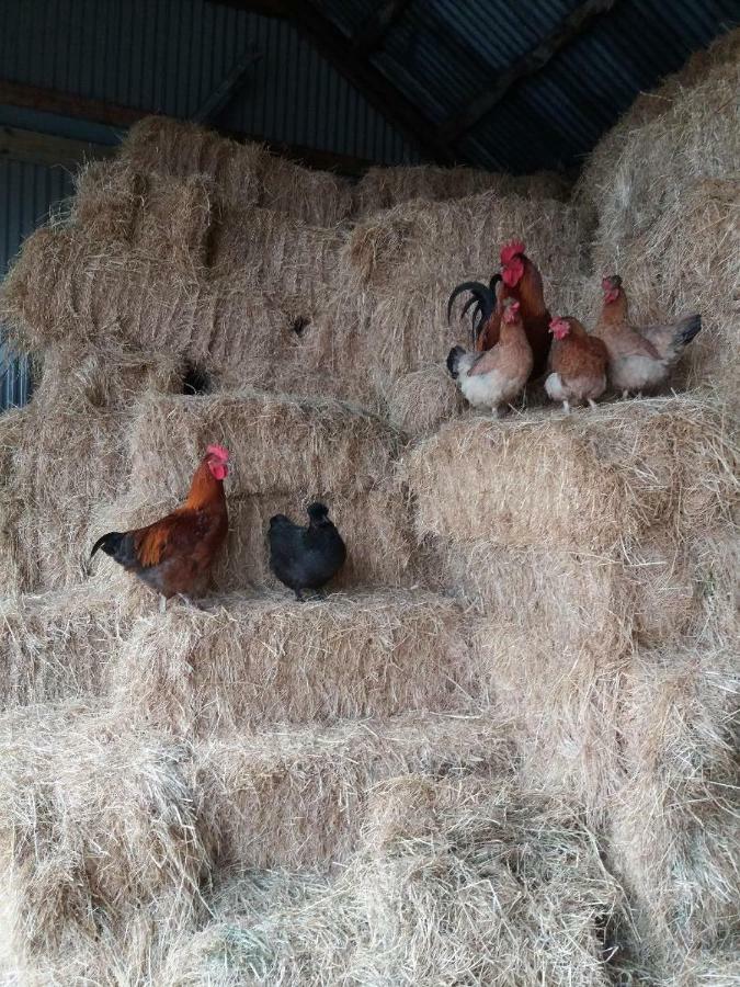 Conwy Pen Cefn Farm Holiday Abergele Eksteriør bilde