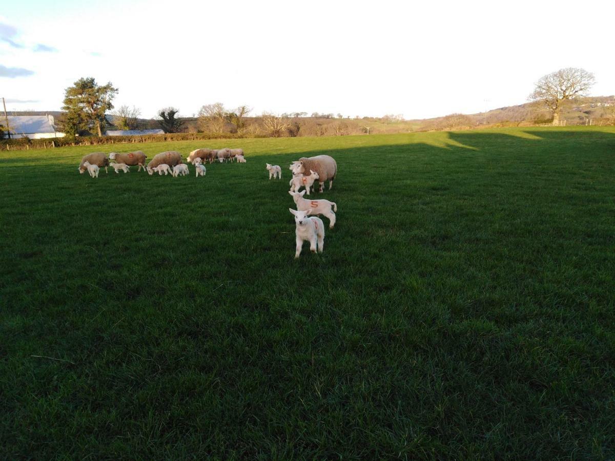 Conwy Pen Cefn Farm Holiday Abergele Eksteriør bilde